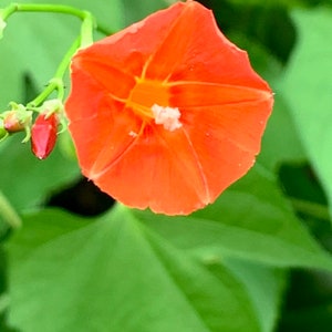 Ipomoea Miniature Orange Morning Glory Seeds