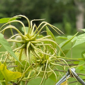 Clematis versicolor Seeds image 8