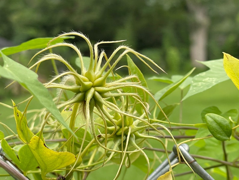 Clematis versicolor Seeds image 8