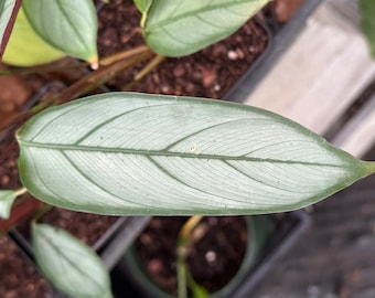 Ctenanthe setosa ‘Grey Star’ aka Calathea ‘Grey Star’