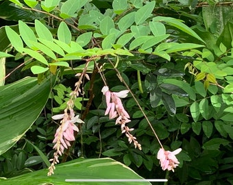 Indigofera Plant