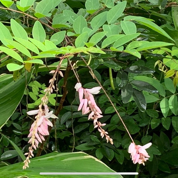 Indigofera Plant