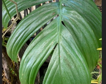 Rhaphidophora decursiva Plant