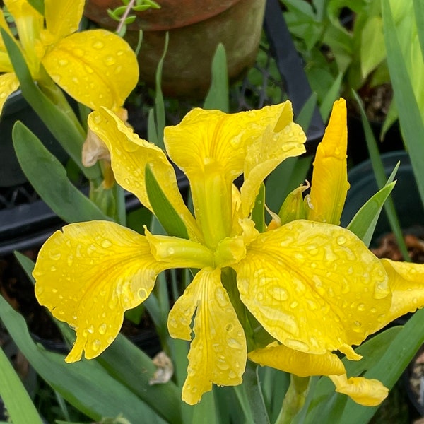 Louisiana Iris ‘Captain Jeff Bowen’
