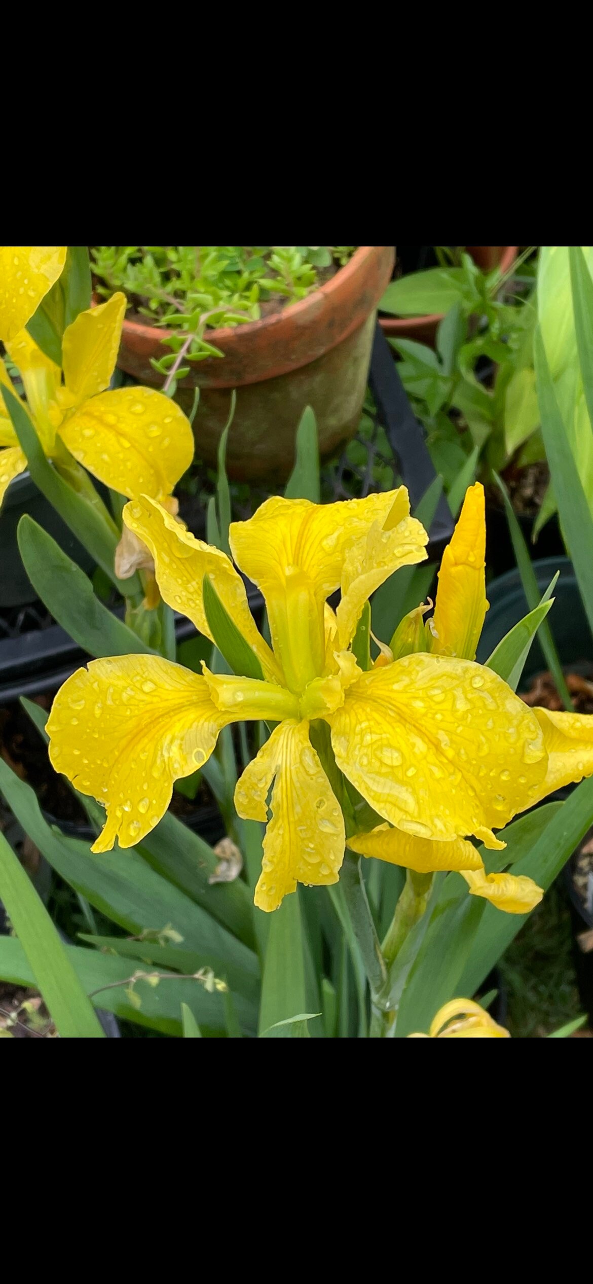 Louisiana Iris ‘Captain Jeff Bowen’