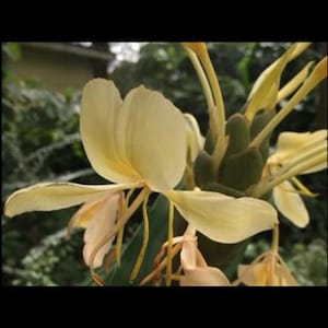 May include: Close-up of a pale yellow flower with large, curved petals and long, slender stamens. The flower has a delicate, papery texture and is set against a blurred green background. The overall theme is nature and botanical.