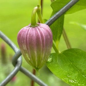 Clematis versicolor Seeds image 5