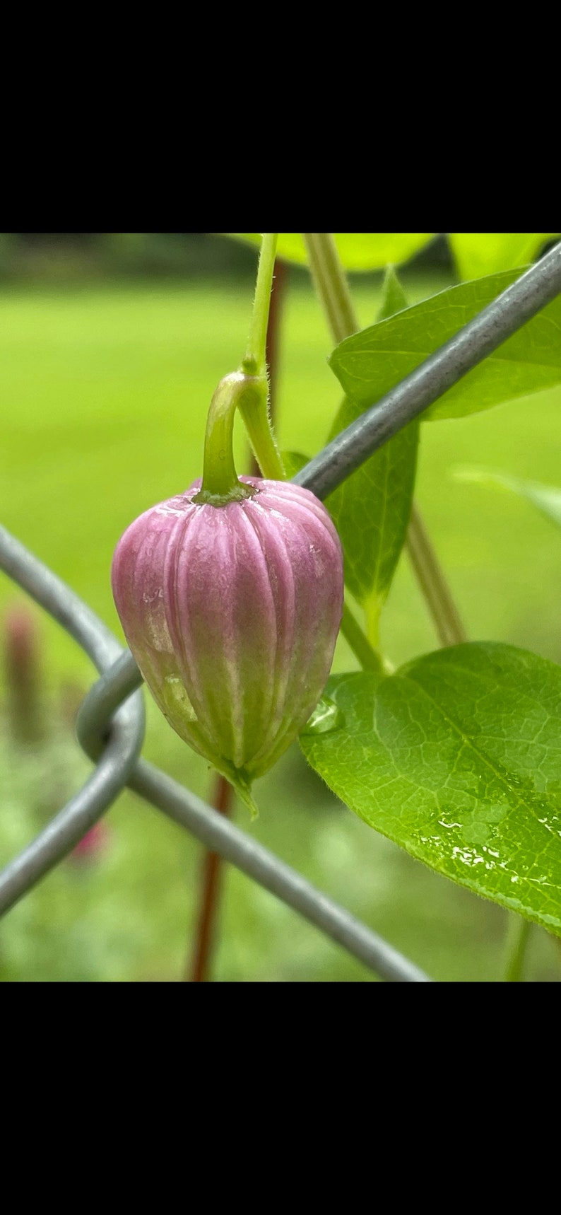 Clematis versicolor Seeds image 5