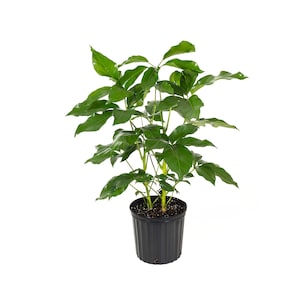 May include: A green coffee plant in a black plastic pot. The plant has multiple stems and many leaves.
