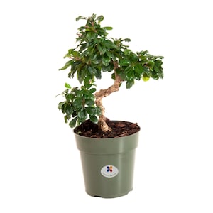 May include: A small bonsai tree with vibrant green leaves and a textured, light brown trunk. The tree is planted in a green plastic pot with a sticker that reads "Grown in the USA". The bonsai is a miniature tree, perfect for indoor decor.