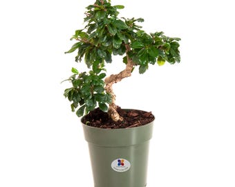 micro bonsai tree Bonsai Premna Microphylla Alagao Taiwan