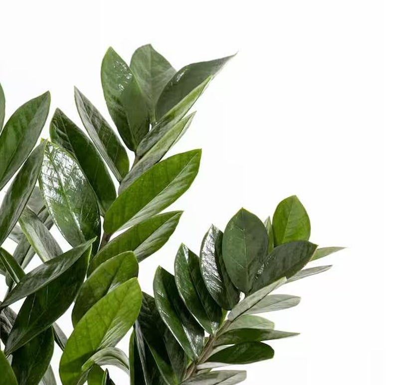 UnitedNurseryPlants ZZ Plant - Thumbnail 4