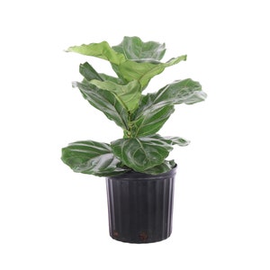May include: A green fiddle leaf fig plant in a black plastic pot. The plant has large, glossy leaves and is growing in a pot with drainage holes.