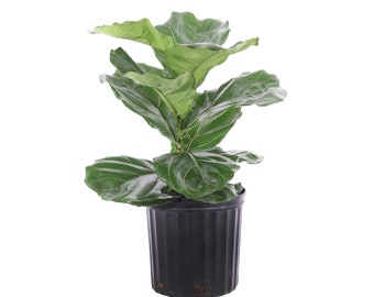 Fiddle Leaf Fig BUSH FORM | Ficus Lyrata | Indoor & Outdoor Houseplant | Ships in 10-Inch Grower Pot | 24-32 Inches Shipping Height