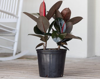 Ficus elastica 'Burgundy' Ships in 10" Grower Pot - Great Easy Care Exotic Indoor Plant for Home or Office