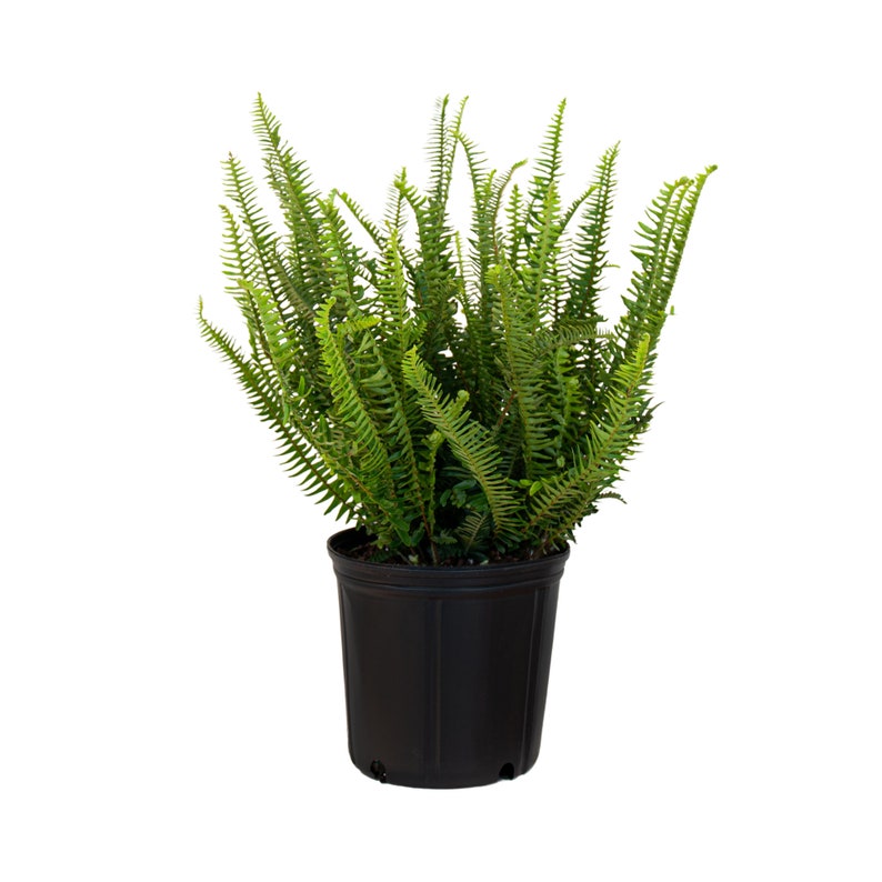 United Nursery Kimberly Queen Fern - Thumbnail 2