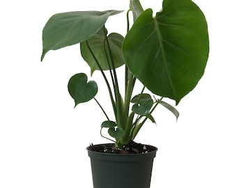Monstera Deliciosa | Swiss Cheese Plant | Split Leaf | Indoor Live Houseplant | Ships in 6-Inch Grower Pot | 14-16 Inches Shipping Height