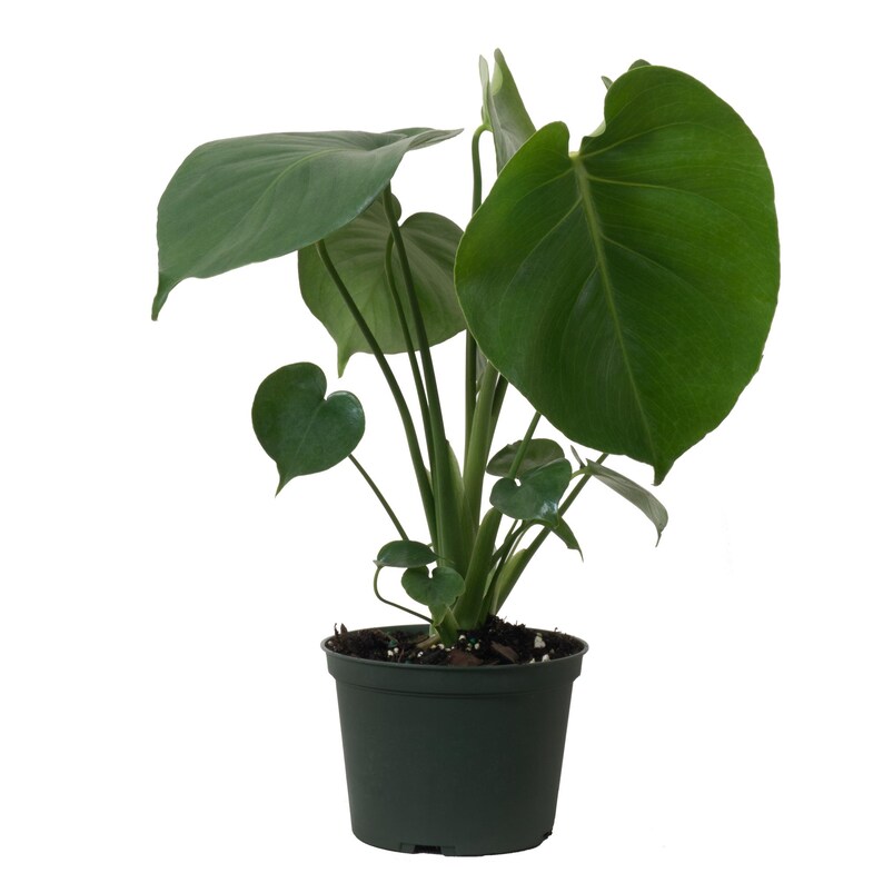 May include: A potted green Monstera plant with large, heart-shaped leaves. The plant is in a dark green plastic pot.