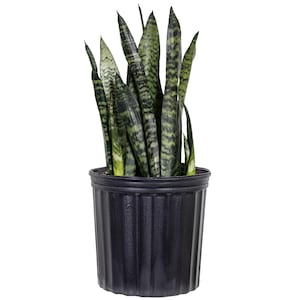 Sansevieria Zeylanica Snake Plant | 20-25 Inch, Live Houseplant in 10-inch Pot