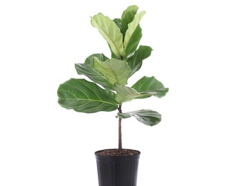 Fiddle Leaf Fig STANDARD TREE FORM | Ficus Lyrata | Indoor Houseplant | Ships in 9.25-Inch Grower Pot | 28-34 Inches Shipping Height