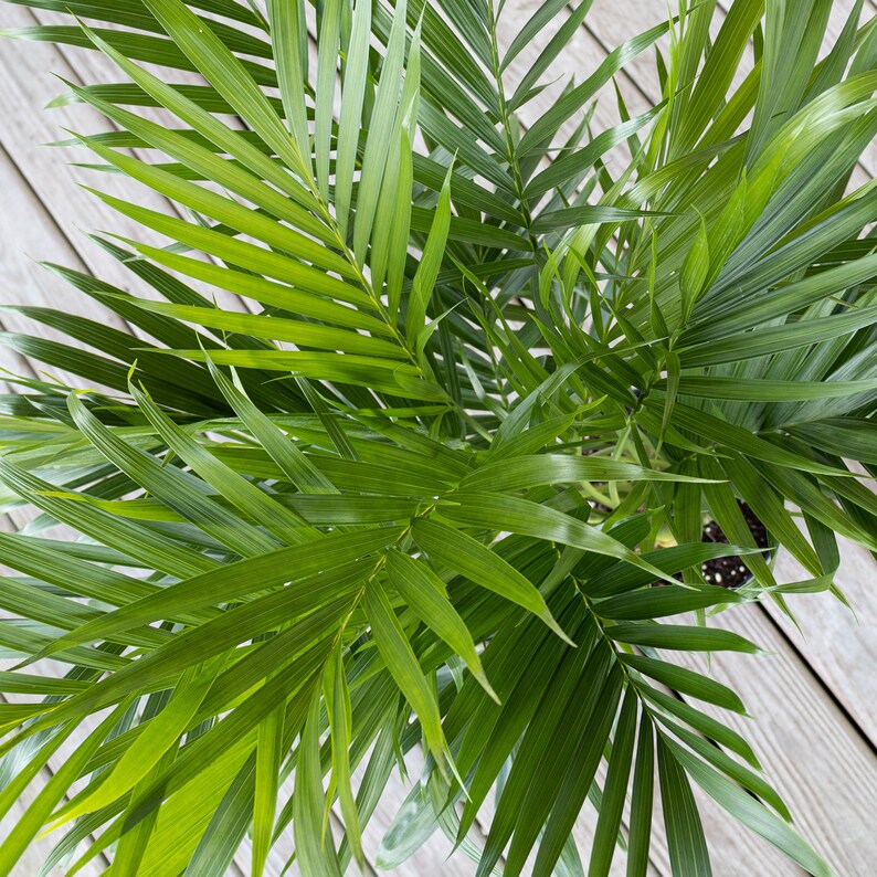 Cat Palm Chamaedorea cataractarum