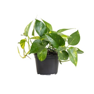 May include: A potted green and yellow variegated plant with long trailing vines. The plant is in a black plastic pot.