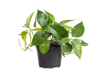 United Nursery Golden Pothos Epipremnum Aureum Devils Ivy Plant Live Indoor Outdoor House Plant Ships in 6 Inch Grower Pot at 8-10 Inches