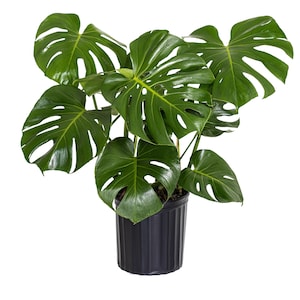 May include: A potted Monstera plant with large, green, deeply lobed leaves. The plant is in a black plastic pot.