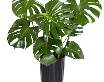 Philodendron Monstera Deliciosa | Swiss Cheese Plant | Indoor/Outdoor Live Houseplant | Ships in 10 Inch Pot | 24-32 Inches Shipping Height