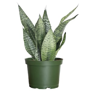 Snake Plant | Sansevieria Zeylanica | Indoor Houseplant | Ships in 6-Inch Grower Pot | 18-22 Inches Shipping Height