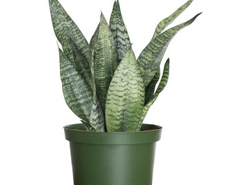 Snake Plant | Sansevieria Zeylanica | Indoor Houseplant | Ships in 6-Inch Grower Pot | 18-22 Inches Shipping Height