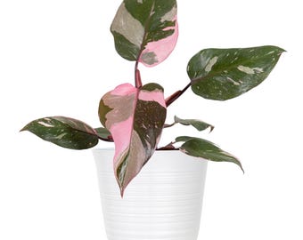 Philodendron Pink Princess | Ships in 6-Inch White Décor Pot | 14–18 Inches Tall | Rare Pink Variegated Aroid | Indoor Collector Plant