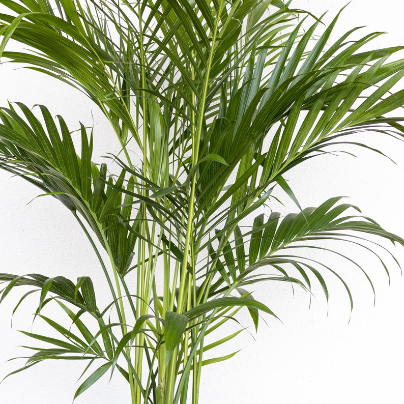 Cat Palm Chamaedorea cataractarum - Thumbnail 2