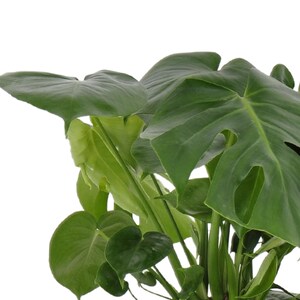 May include: A close-up of a Monstera Deliciosa plant with large, green leaves. The leaves have a distinctive, heart-shaped form with holes and deep lobes.