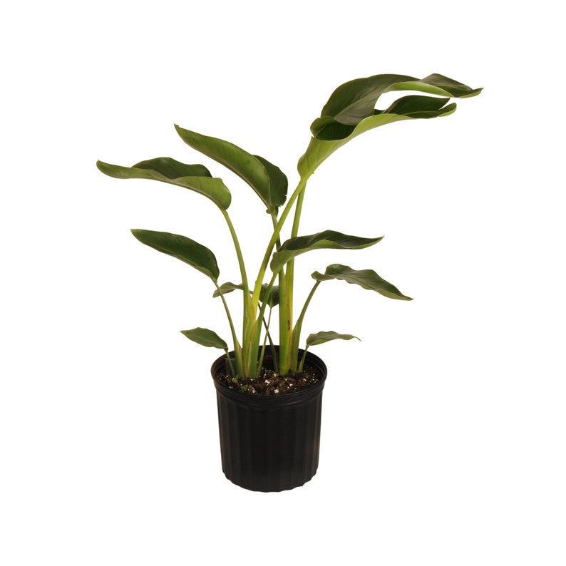 discount of 30 White Bird of Paradise Live Indoor
