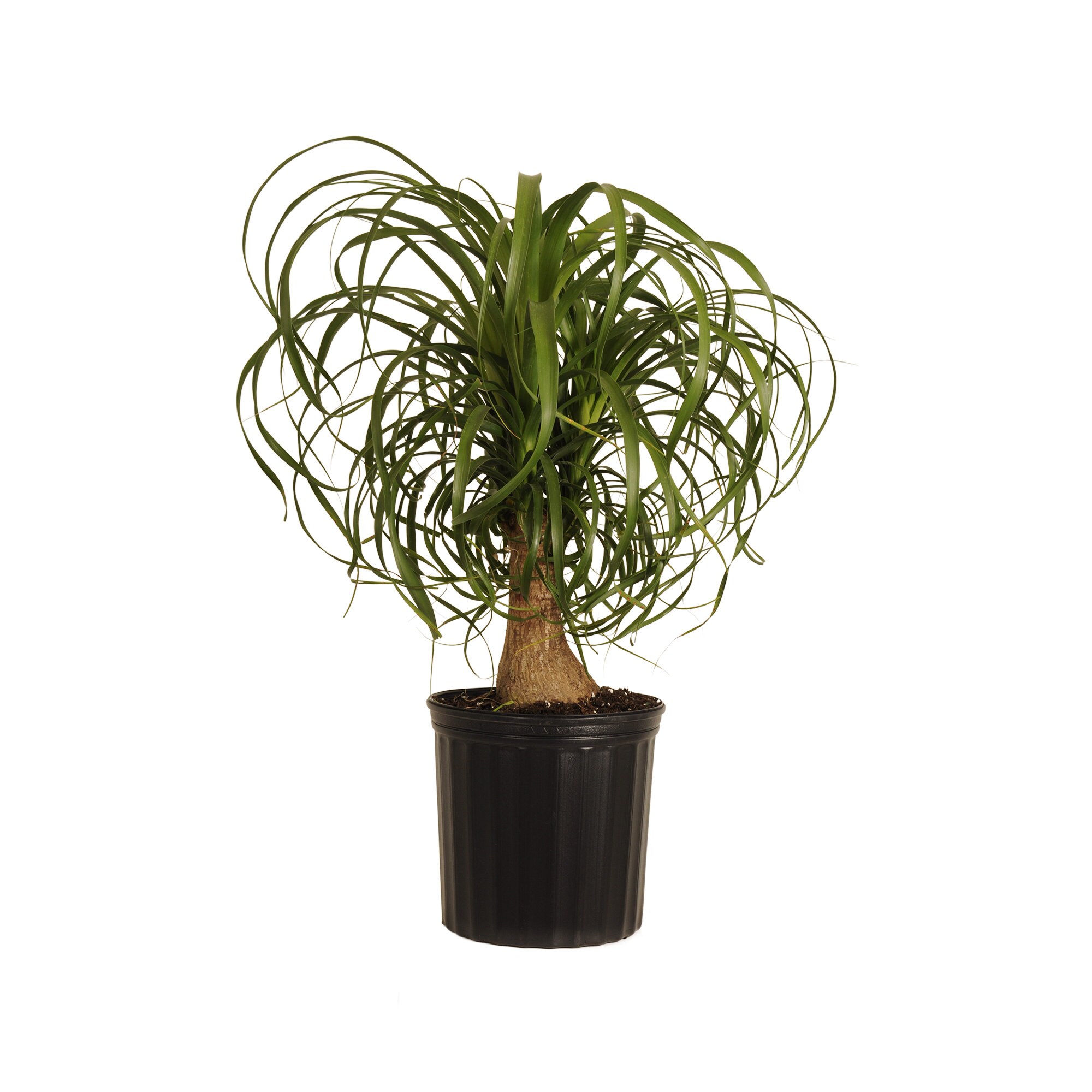 Ponytail Palm Live Indoor Elephants Foot in 9.25 inch Grower Etsy