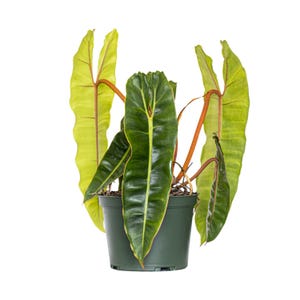 May include: A houseplant with large, green leaves with yellow veins. The plant is in a dark green plastic pot.