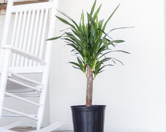 Dracaena Yucca Cane Live Yucca Elephantipes Spineless Outdoor Indoor Plant 9.25 inch Grower Pot 28-30 inches Tall