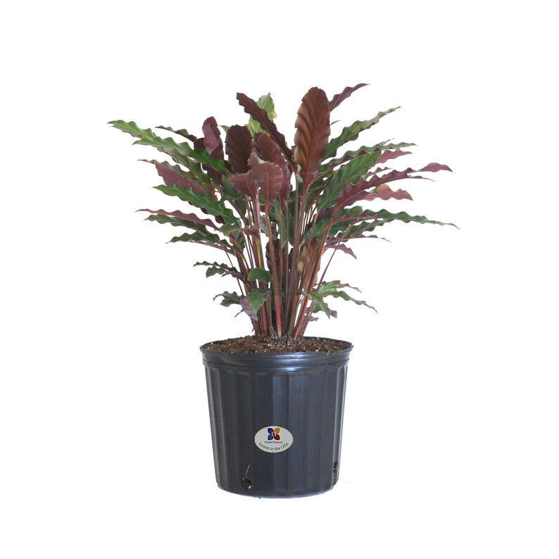 Fuzzy Feathers Calathea Rufibarba Indoor/outdoor Houseplant Ships in 9.