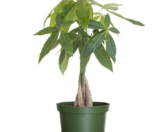 May include: A Pachira aquatica money tree plant with a braided trunk and vibrant green palm-like leaves, potted in a simple dark green plastic container. The plant features multiple stems twisted together to form a single sturdy base.