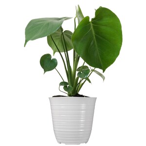 May include: A potted green Monstera plant with large, heart-shaped leaves in a white, textured pot.