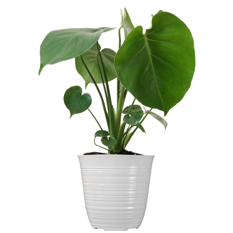 May include: A potted green Monstera plant with large, heart-shaped leaves in a white, textured pot.