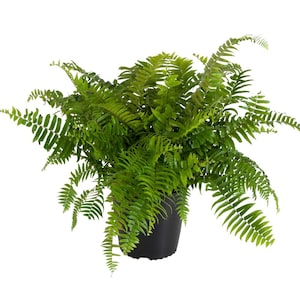 May include: A potted green fern plant with long, feathery fronds. The plant is in a black plastic pot.