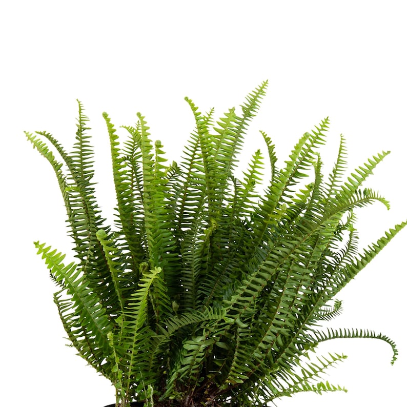 United Nursery Kimberly Queen Fern - Thumbnail 3