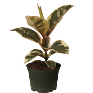 Ficus Tineke | Variegated Rubber Plant | Ships in 6-Inch Grower Pot | 12–18 Inches Tall | Easy Indoor Plant | Cream & Green Foliage