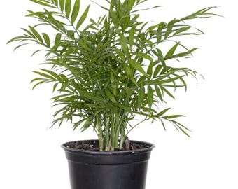 Parlor Palm | Neanthe Bella Palm | Chamaedorea Elegans | Live Indoor Plant | Ships in 6 inch Grower Pot | 12-16 inches Shipping Height