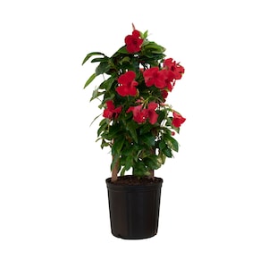 May include: A Mandevilla plant with vibrant red, trumpet-shaped flowers and glossy green leaves, supported by a wooden trellis structure. The plant is potted in a simple black plastic container filled with dark potting soil, standing upright.