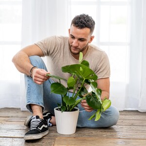 May include: A person sits on the floor with their legs crossed, looking at a potted plant. The plant has large, green leaves and is in a white ceramic pot. The person is wearing blue jeans and a light brown t-shirt.