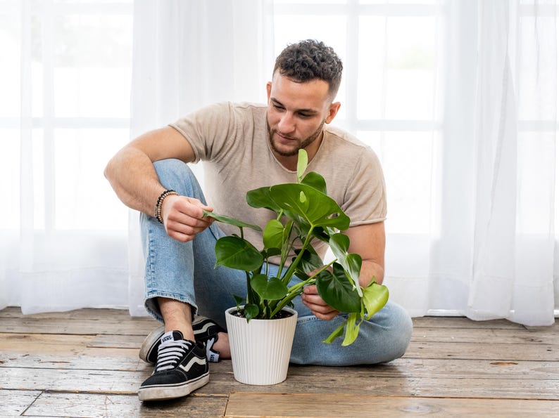 May include: A person sits on the floor with their legs crossed, looking at a potted plant. The plant has large, green leaves and is in a white ceramic pot. The person is wearing blue jeans and a light brown t-shirt.