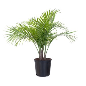 Majesty Palm Plant Live Indoor House Plant, Ships at Approximately 36 Inch Size. Shipped Fresh in 9.25" Grower Pot